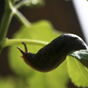 Pest & Disease Control