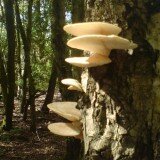 Grow Yourn Own Mushrooms Log Kit - Pearl Oyster