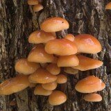 Grow Yourn Own Mushrooms Log Kit - Winter Mushroom